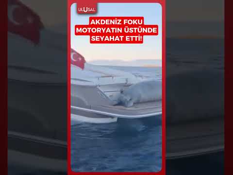 Bodrum'da bir Akdeniz foku motoryatın üstünde seyahat ederken görüntülendi! #shorts #keşfet #bodrum thumbnail