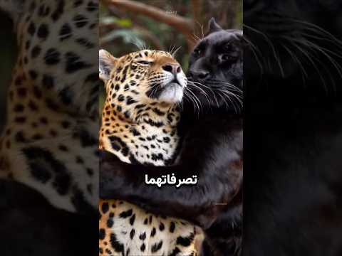 أغرب صغار وُلدت في حديقة حيوانات! thumbnail