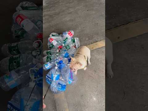 Bé chó mập thông minh đi nhặt ve chai thumbnail