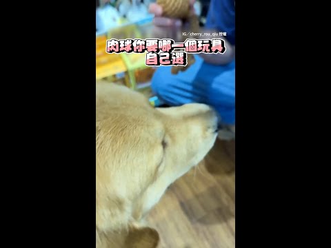 【黃金獵犬挑玩具2選1】認真模式選好咬著去結帳超可愛XD｜#寵物雲 #shorts thumbnail