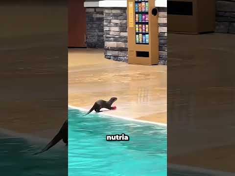 Esta nutria es la compañera de piso más limpia que he tenido nunca 🦦🤣 #funnyanimals #otter thumbnail