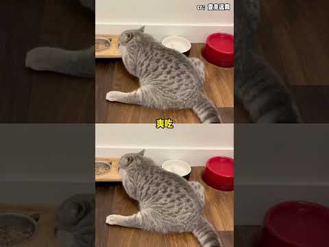 断粮这两天相当于给猪咪轻断食了 #猫咪  #轻断食 #娱你跨年  #老铁娱乐观察站 #大熱門 #搞笑 #可爱 #万万没想到 thumbnail