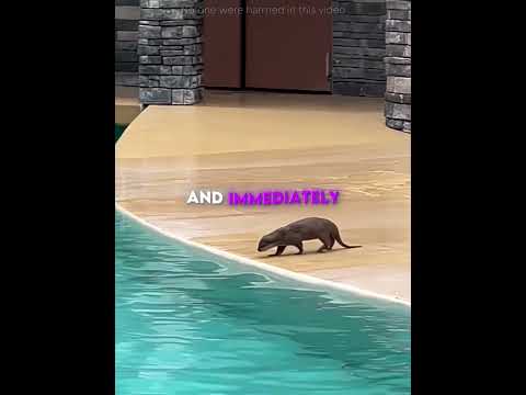 Otter Did What No One Expected 🦦😳 thumbnail