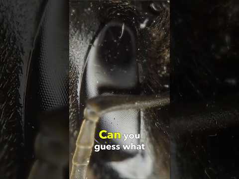 An Insect Under a 360° Drone Microscope! thumbnail