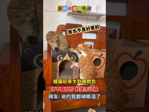 橘猫初来乍到被欺负，打不赢就吵，吵足一分钟不认输 thumbnail