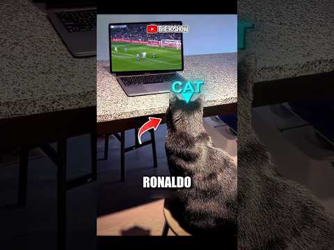 Kucing ini berlatih bermain sepak bola karena Ronaldo ?‼️ thumbnail
