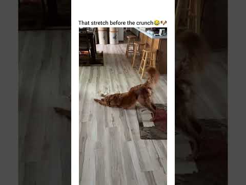 Never in my life i saw bigger stretch #dog #funny #petshub #dogshorts #pets #dogsofyoutube thumbnail