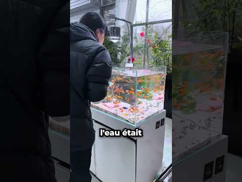 Cette Simple Erreur a Transformé l'Eau de l'Aquarium 😱 thumbnail