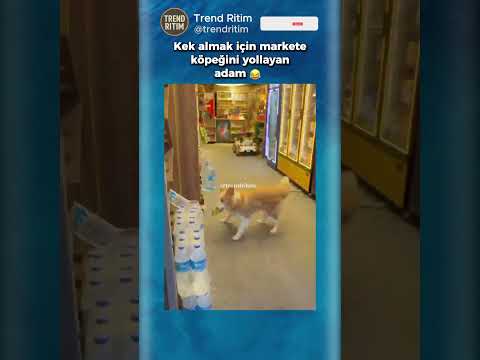 Markete Kek Almaya Köpeğini Gönderen Adam 😂😄 thumbnail