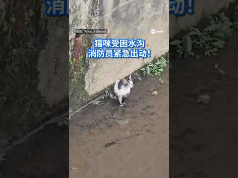 马来西亚一只猫咪跌入大型排水沟受困，消拯局人员经过多次尝试后，终于成功将它救出。 thumbnail