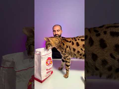 أنا وقطتي نقيم البيك الجديد thumbnail