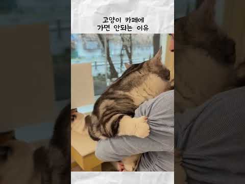 고양이 카페에 가면 안되는 이유 thumbnail