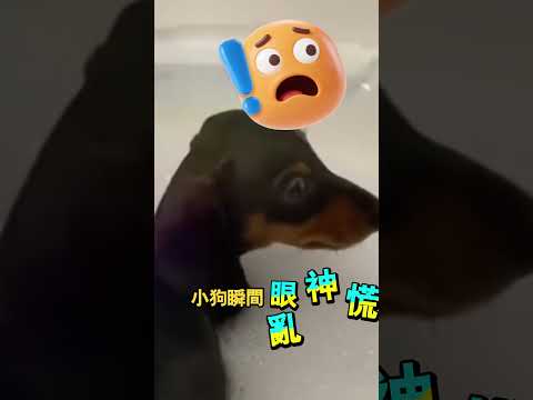 狗狗洗澡放屁吹出大泡泡 thumbnail