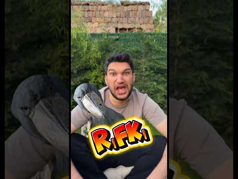 Erkeklerin vs kızların kuşlarına koyduğu isimler thumbnail