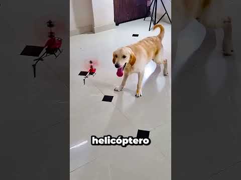 Mi Perro Se Asusta De Su Esposa 😱 thumbnail