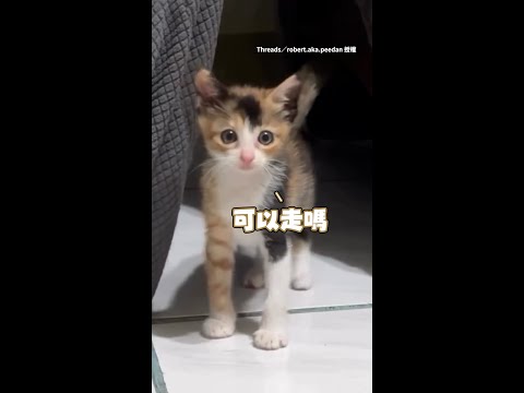 【太萌了吧！！】小三花貓自己探索環境　睜超萌大眼四處亂看 #Shorts thumbnail