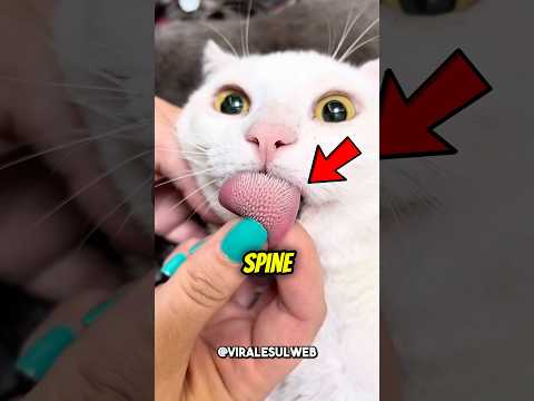 Perché la LINGUA dei GATTI non fa MALE😲👅 #shorts thumbnail