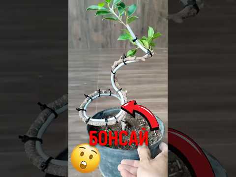 🌿 Почему это дерево специально сгибают! #бонсай #растения #садоводство thumbnail