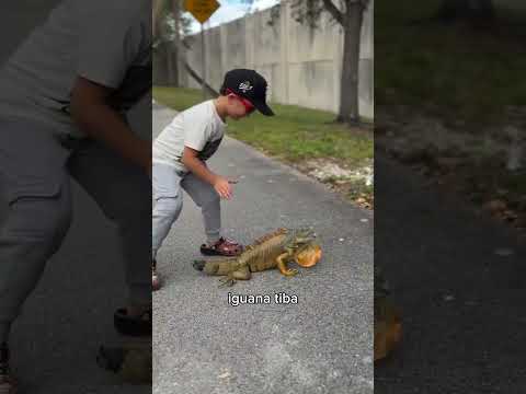 Penangkap Iguana Ini Bikin Semua Kagum ? thumbnail
