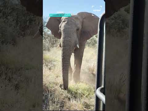 Huge Elephant Charges Safari Jeep #elephant #elephantcharge thumbnail