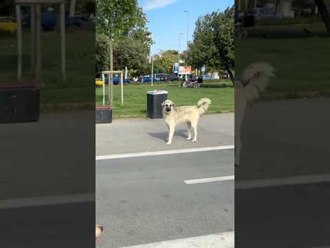 EYVAH KÖPEK VAR!?? thumbnail