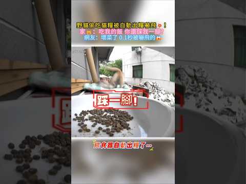 野貓偷吃被自動出糧嚇飛💥❗ 家🐱：吃我的飯！還踩我一腳😳❓ 網友：橘貓0.1″飛走的😱 #cat #cute #funny #funnyshorts #shorts thumbnail
