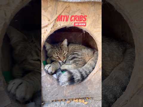 MTV Cribs: cat edition. This little tabby lives here rent free in this economy thumbnail