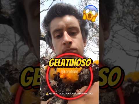 HA MANGIATO IL FUNGO DELLE STREGHE...😱 #curiosità #informative thumbnail