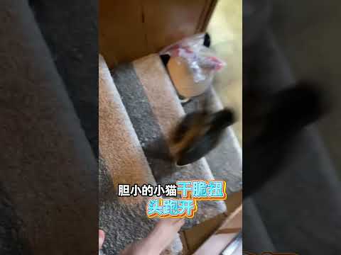 貓和主人雙雙害怕老鼠 thumbnail