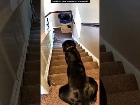 ANJING SUKA NGESOT⁉️#videoviral #ngakak #anjing thumbnail
