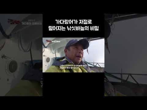 낚아 올리기만 하면 저절로 떨어지는 가다랑어 #shorts thumbnail