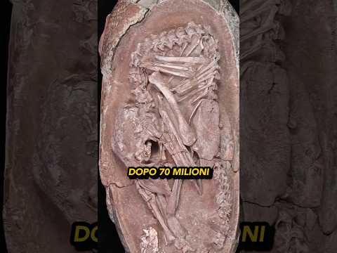 Un embrione di dinosauro? 🦖 🥚🤔 thumbnail