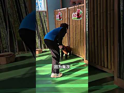 小熊猫豆腐又想“越狱”了? thumbnail