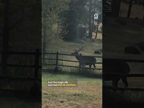 How a Massive Elk Showed Kindness to These Tiny Dogs #animals #compassion #heartwarming thumbnail