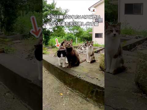 撫でられる前に友達で様子見する猫w｜PECO thumbnail