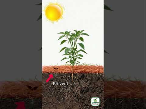The Purpose of Covering Pepper Fields with Rice Straw thumbnail
