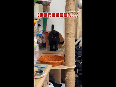 【狼狽為奸！】橘貓做壞事黑貓幫忙把風　被奴才質問還裝聽不懂XD #Shorts thumbnail