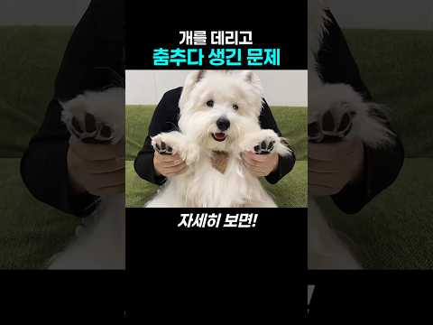 댕댕이랑 춤추고 나중에 알게된 사실은.. thumbnail