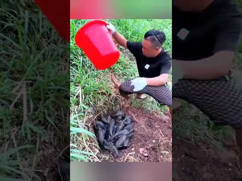 Why This Fish is a Living Nightmare #shorts thumbnail