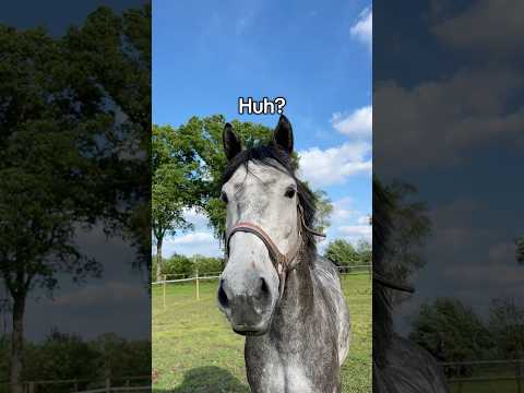 Horse conspiracy theories 👀🐴 #equestrian #funnyanimals #funnyhorses #horses #horse #horsegirl thumbnail