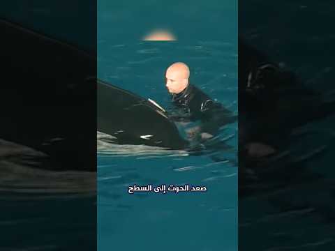 حوت الأوركا يهجم على مدربه😱 thumbnail