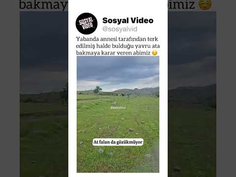 Yabanda annesi tarafından terk edilmiş halde bulduğu yavru ata bakmaya karar veren abimiz ☺️ thumbnail