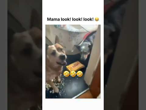 Mama look! look! look! ? thumbnail