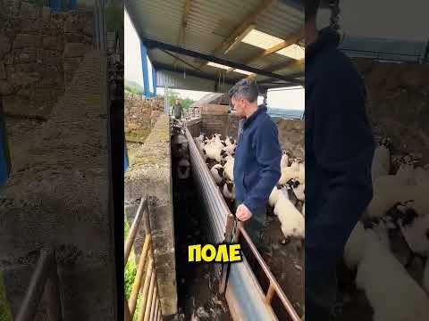 Пастух разделял овец, но всё пошло не по плану! thumbnail