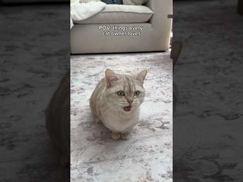 Best moments 🥰 #cats #catsofyoutube #cute #catlovers #petlovers thumbnail