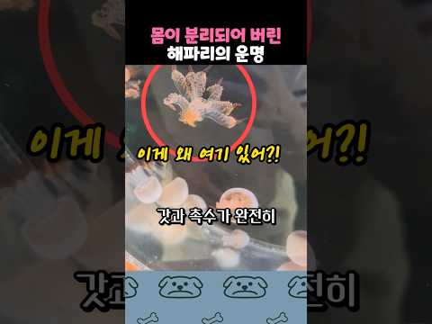 촉수를 잃은 해파리의 운명 thumbnail