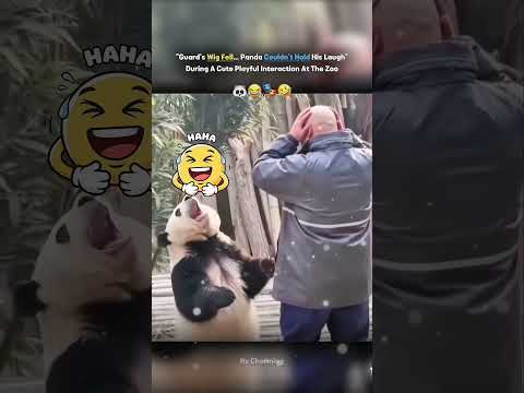 Guard’s Wig Fell… Panda Couldn’t Hold His Laugh 😂— During A Cute Playful Interaction At The Zoo 🐼✨ thumbnail