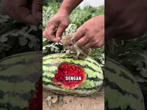 Landak kecil ini tahu cara berterimakasih ❤️ thumbnail