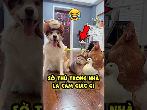 Biến Nhà Thành Sở Thú Độc Lạ 🐾🐱🐶🐔 thumbnail