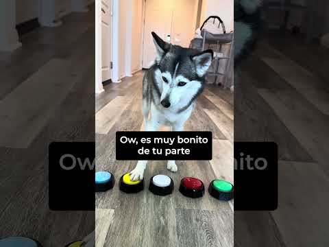 Sapphie la Pomsky tiene un mensaje para quienes luchan con la ansiedad 🌈✨ thumbnail